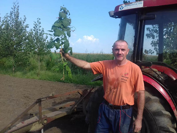 Због ниске цене покосио малине